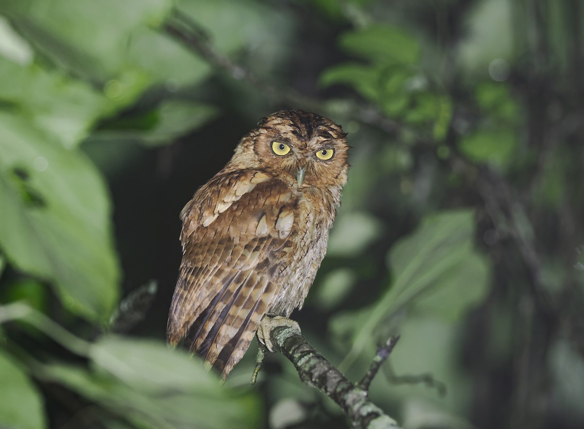 Peruvian Screech-Owl (pacificus) - ML615233746