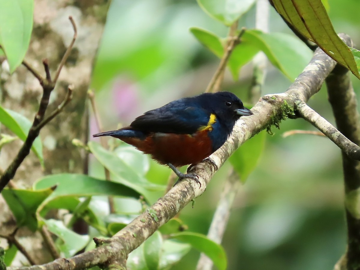 Chestnut-bellied Euphonia - Susan Cole