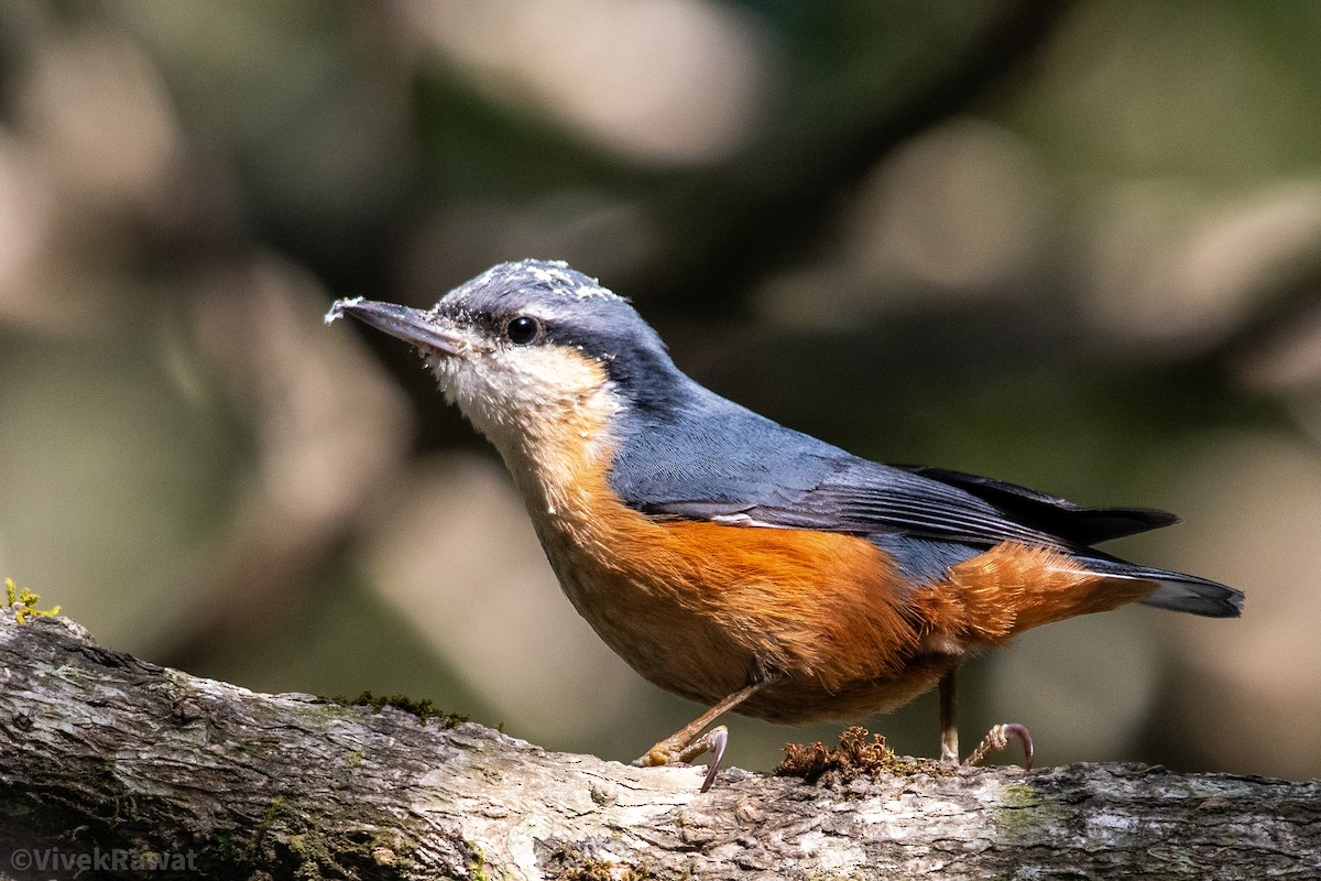 White-tailed Nuthatch - ML615233805