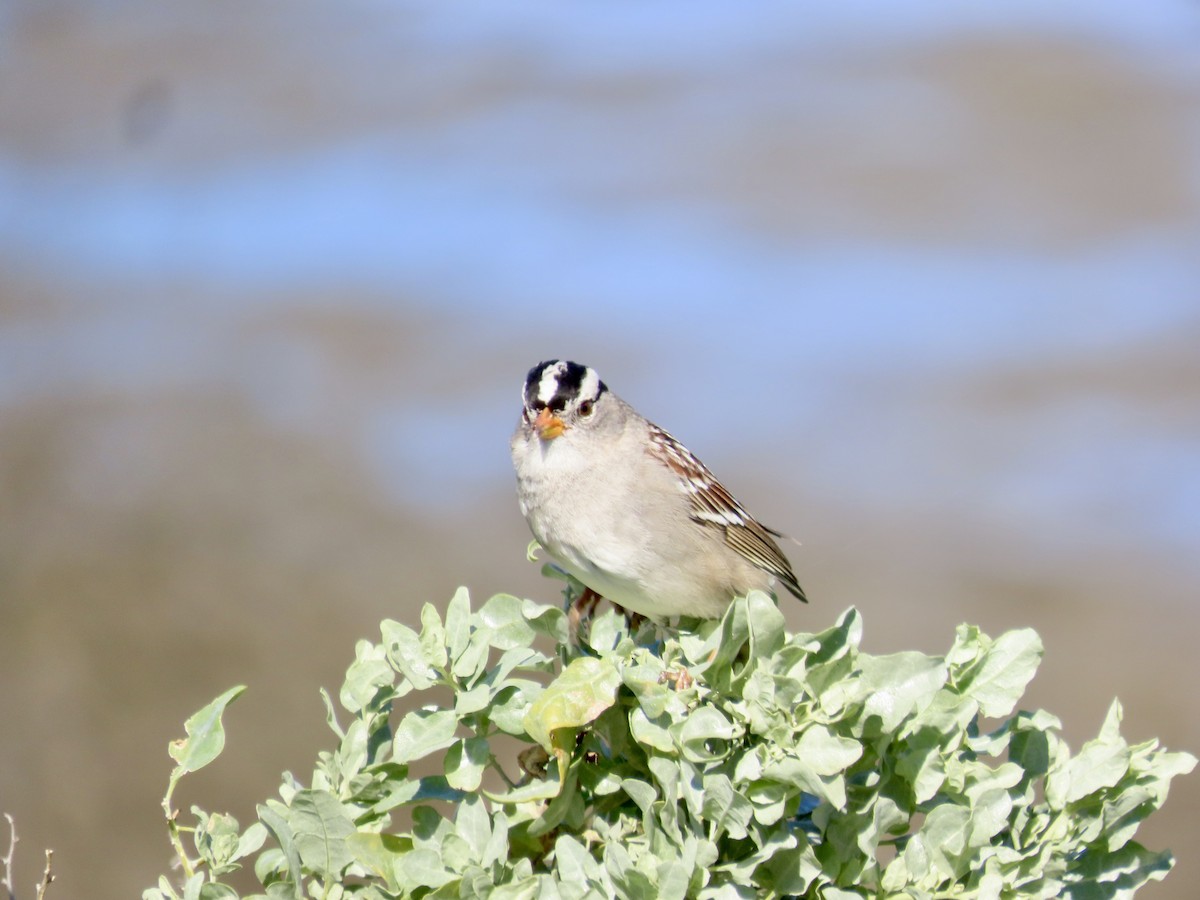 White-crowned Sparrow (Gambel's) - ML615233906