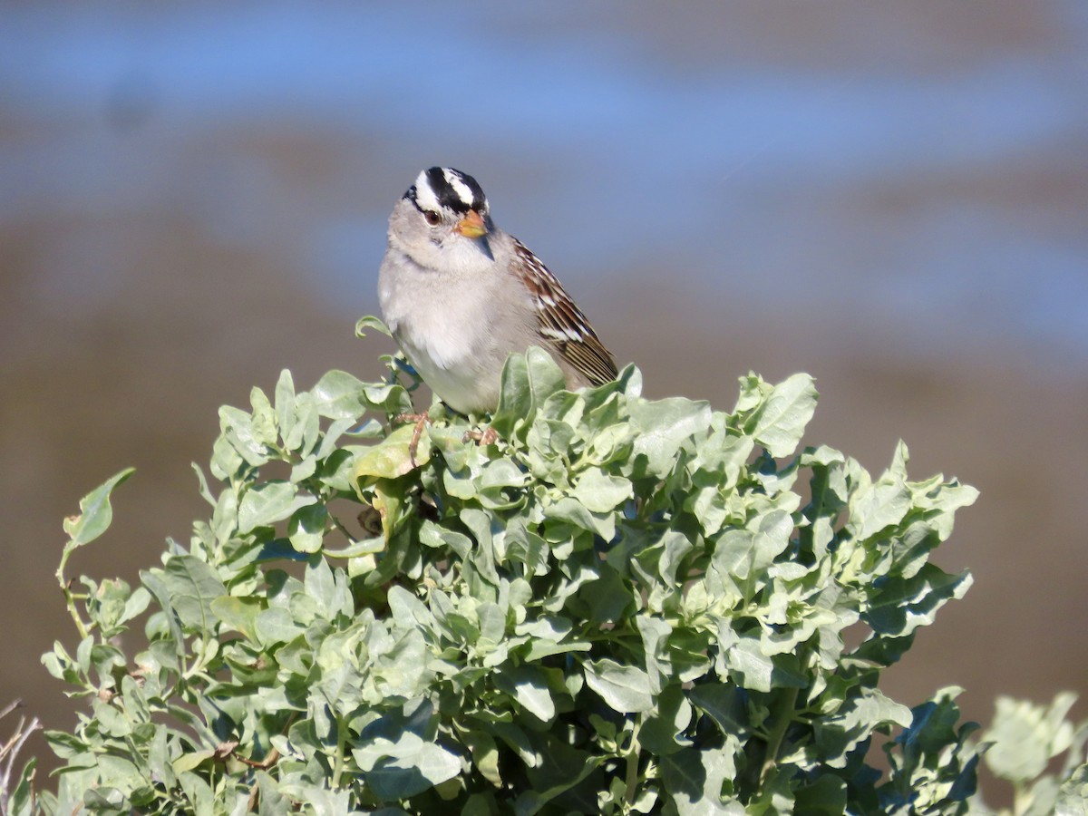 White-crowned Sparrow (Gambel's) - ML615234004