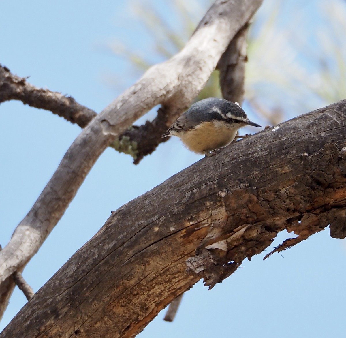 Red-breasted Nuthatch - ML615234008
