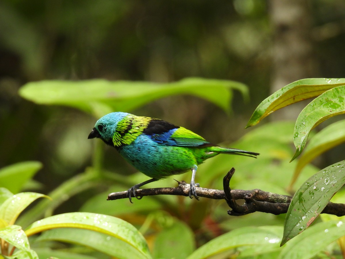 Green-headed Tanager - ML615234112