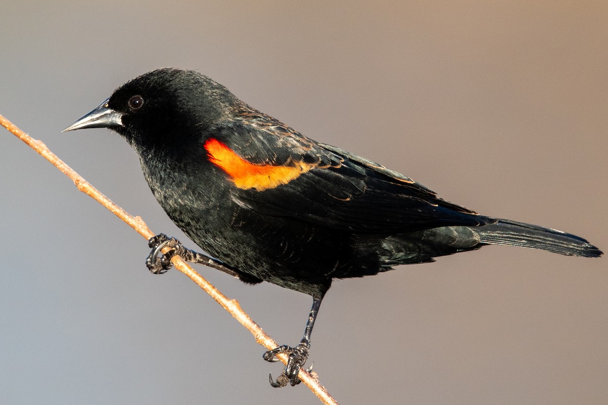 Red-winged Blackbird - Tim Vellutini