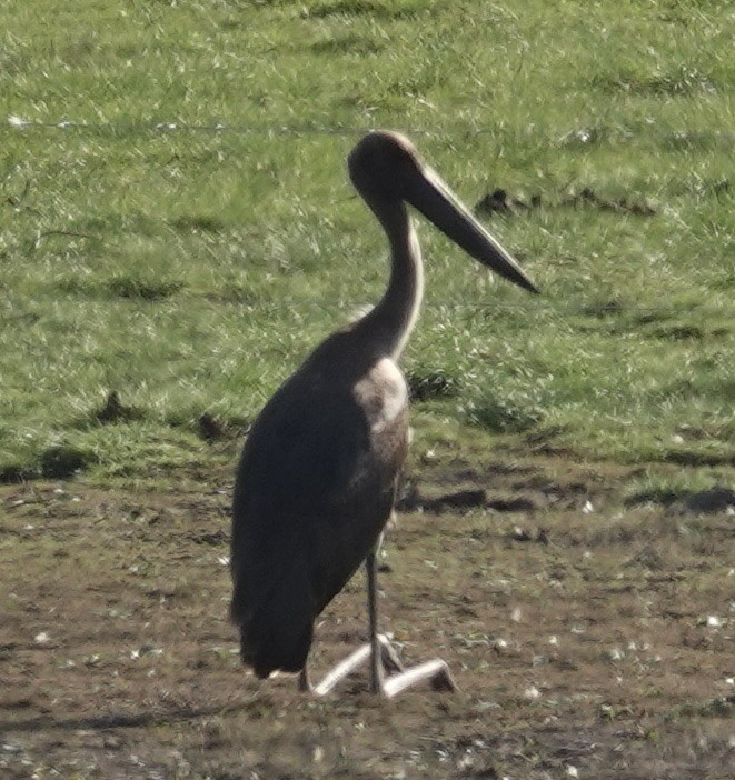 Black-necked Stork - ML615234150