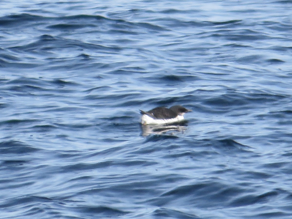 Thick-billed Murre - ML615234171