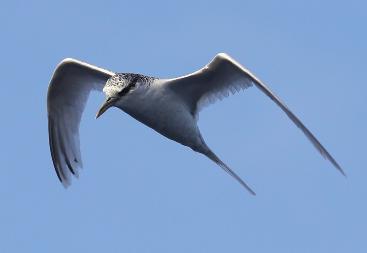 White-tailed Tropicbird (Pacific) - ML615234272