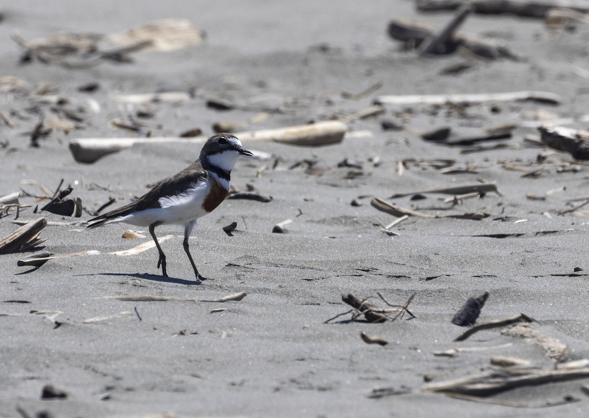 Double-banded Plover - ML615234366