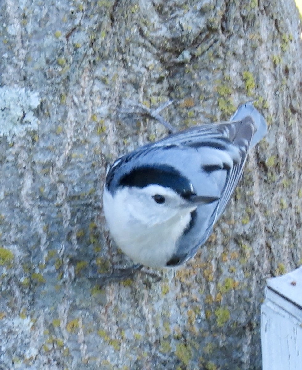 White-breasted Nuthatch - ML615234439