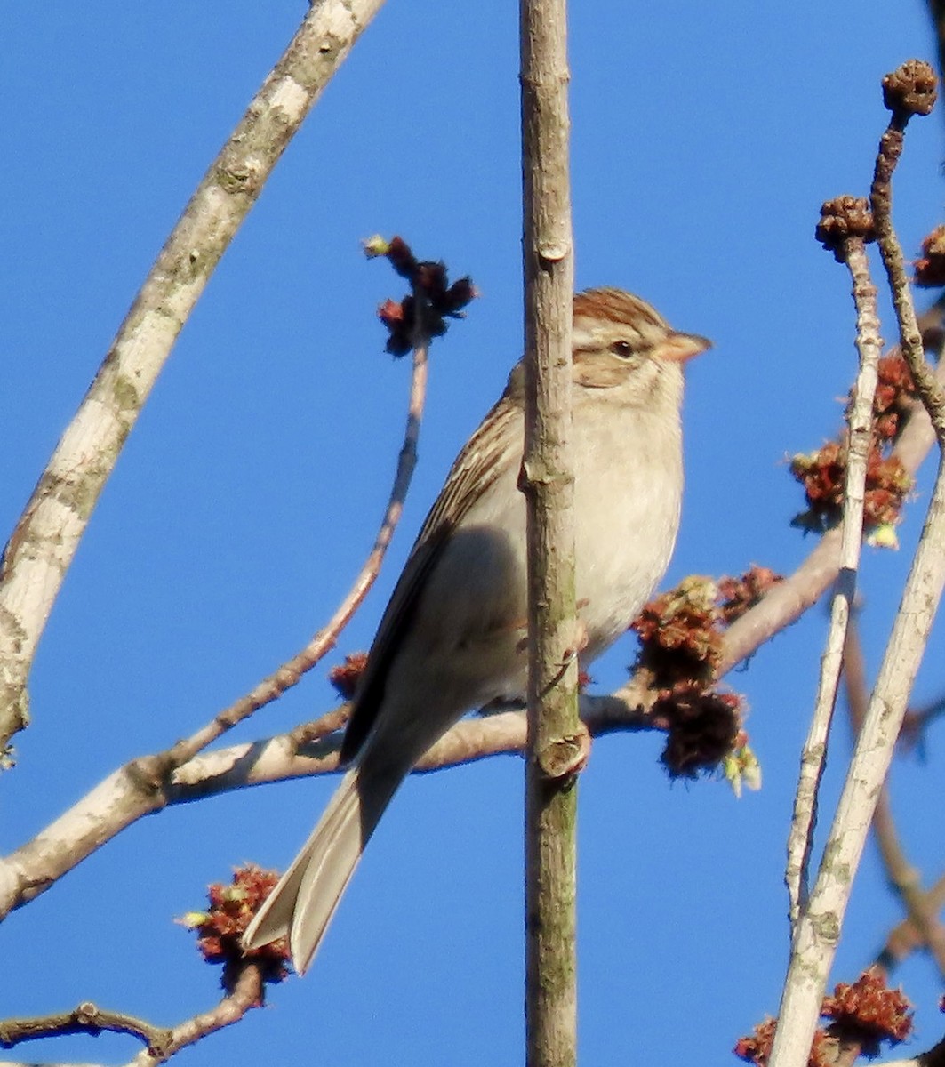Chipping Sparrow - ML615234449