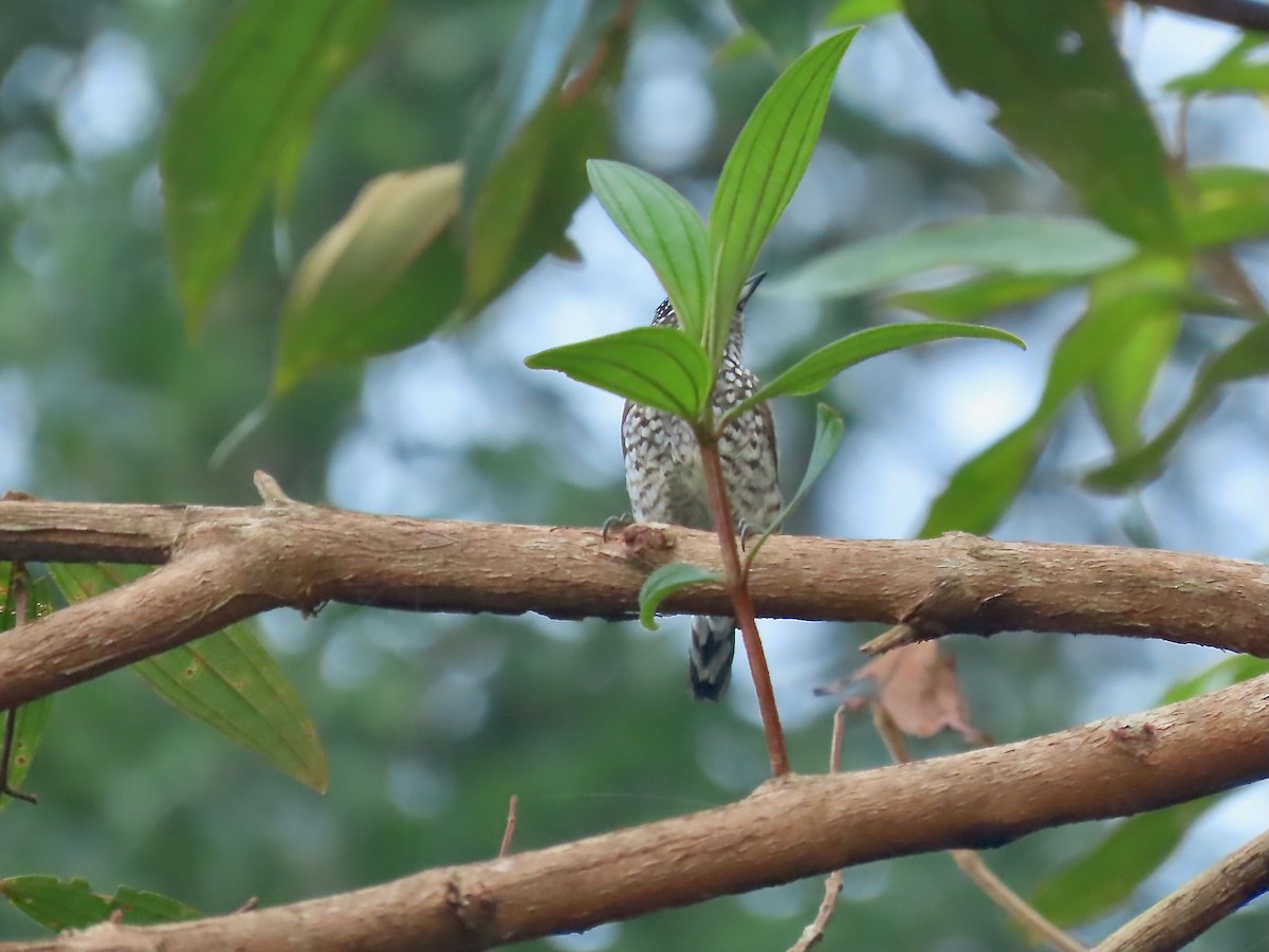 White-barred Piculet - ML615234492
