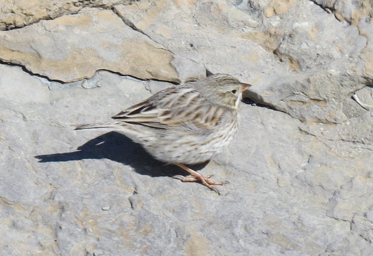 Savannah Sparrow (Ipswich) - ML615234522