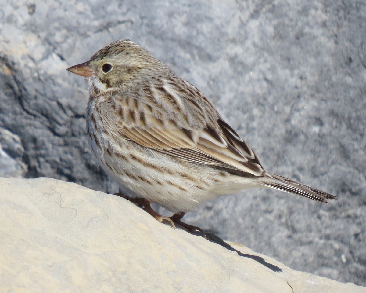 Savannah Sparrow (Ipswich) - ML615234523