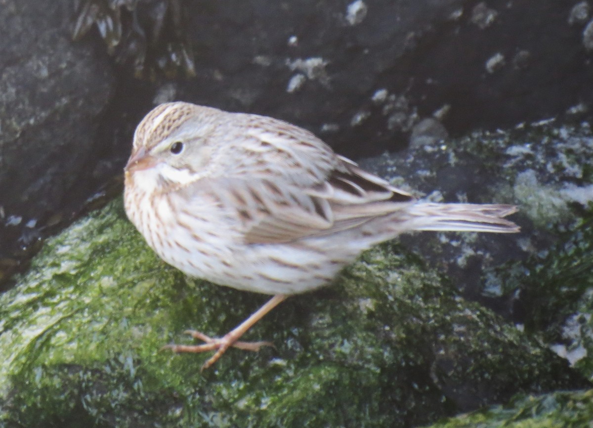 Savannah Sparrow (Ipswich) - ML615234524