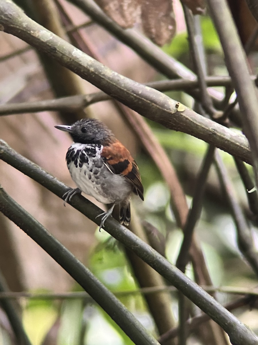 Spotted Antbird - ML615234532