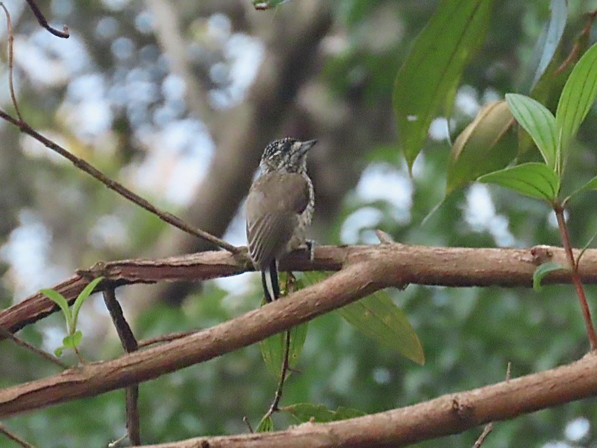 White-barred Piculet - ML615234552