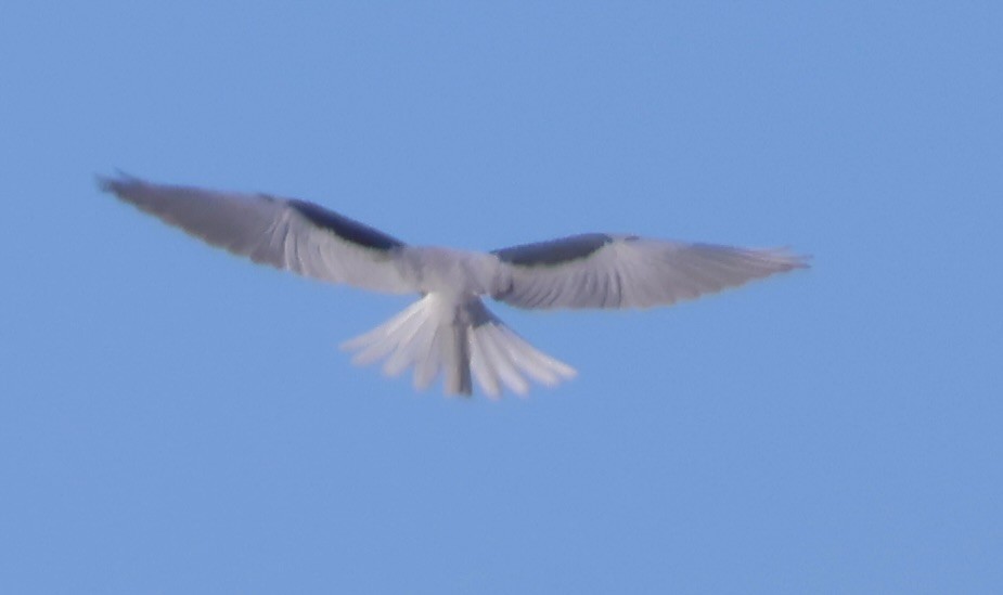 White-tailed Kite - ML615234659