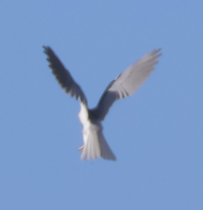 White-tailed Kite - Gretchen Framel