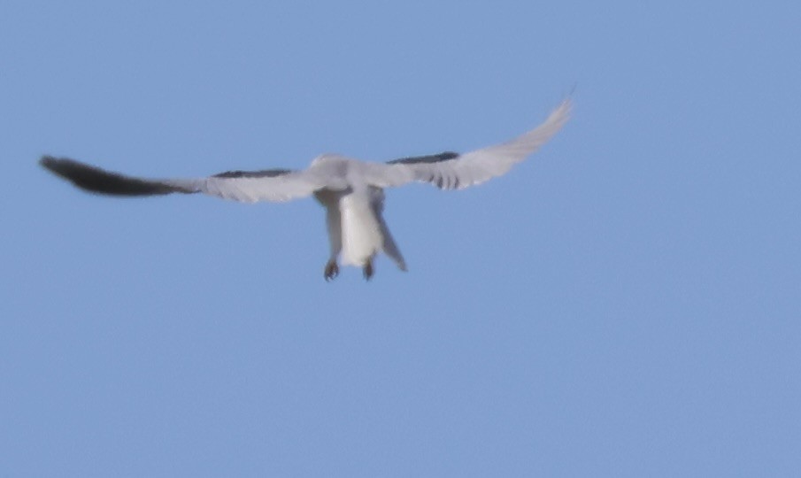 White-tailed Kite - ML615234729