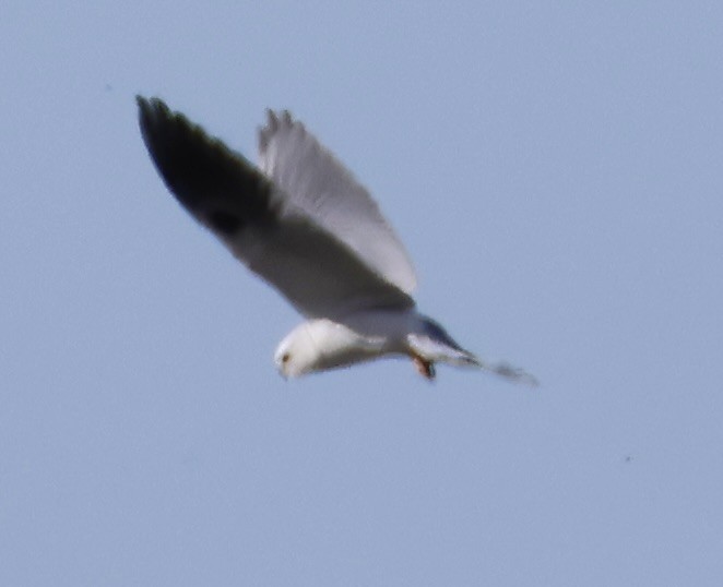 White-tailed Kite - ML615234746