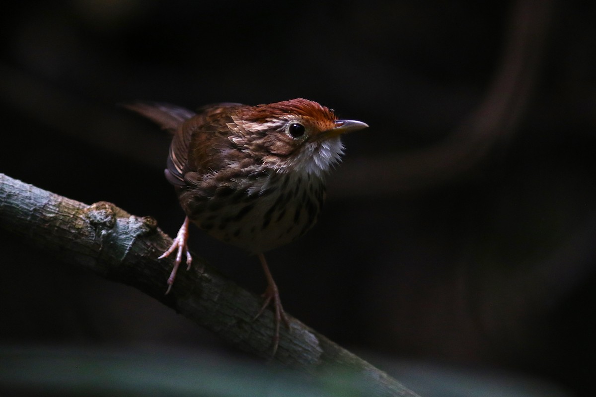 Puff-throated Babbler at Khao Yai NP--headquarters vicinity by Benjamin Pap