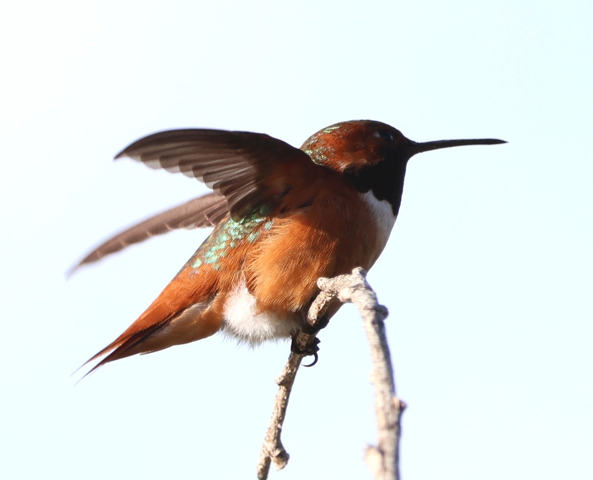 Allen's Hummingbird - ML615234904