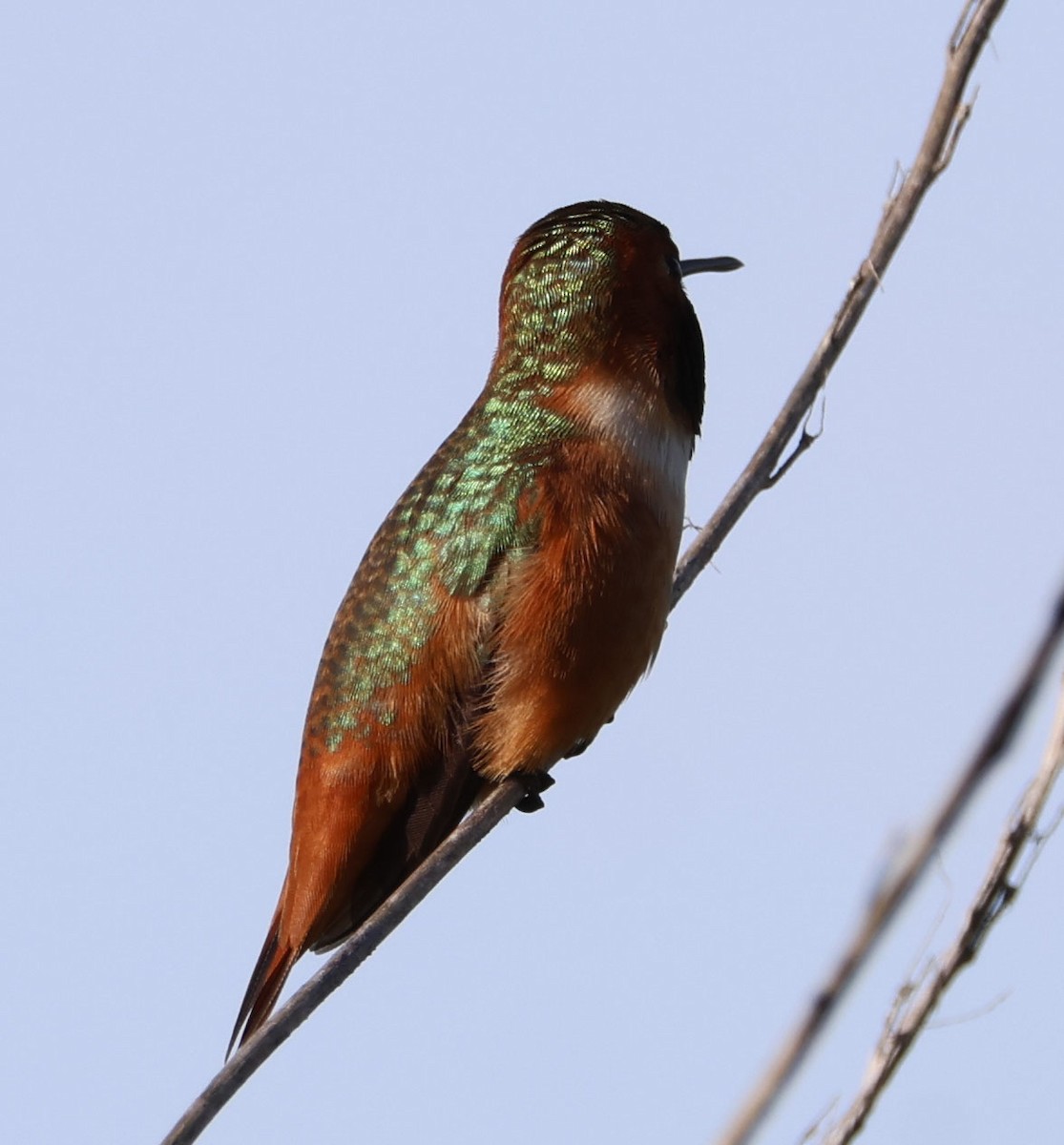 Allen's Hummingbird - ML615234906