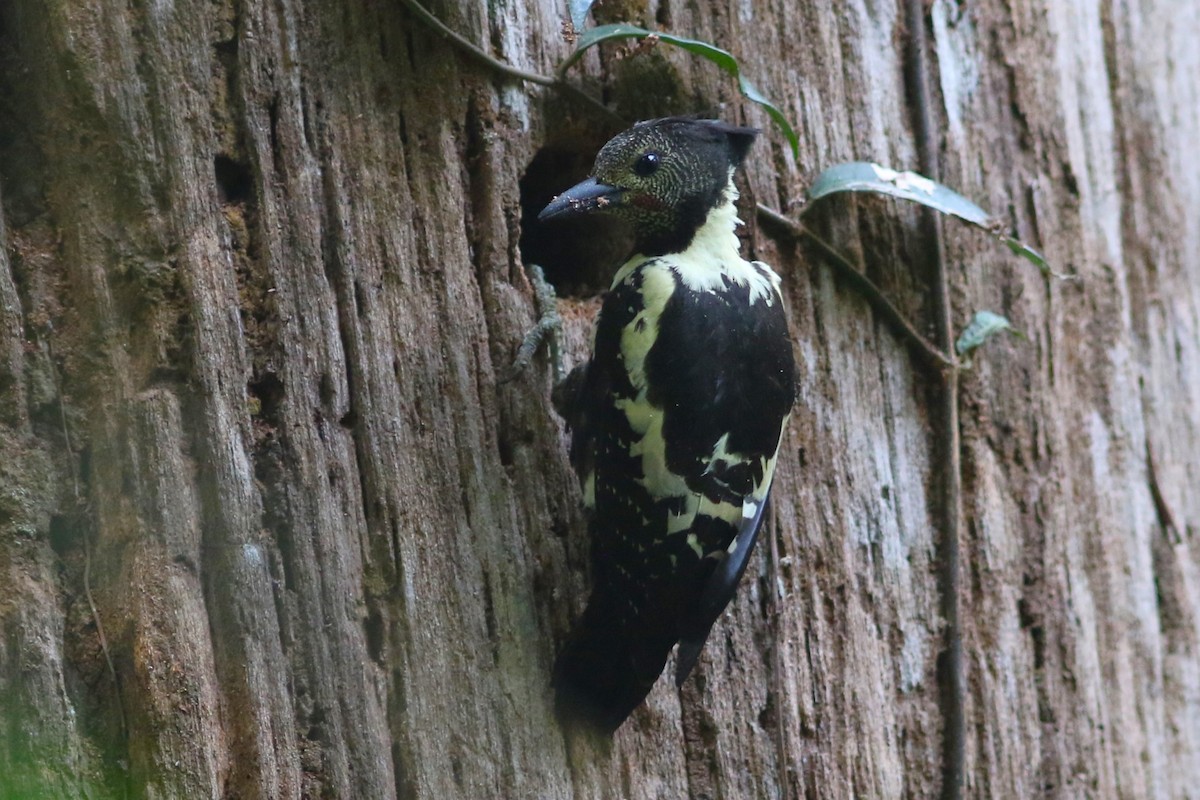 Black-and-buff Woodpecker - ML615234908