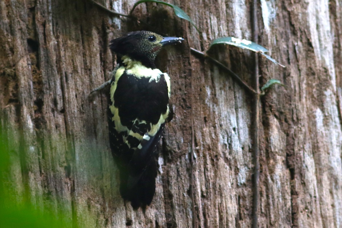 Black-and-buff Woodpecker - ML615234909