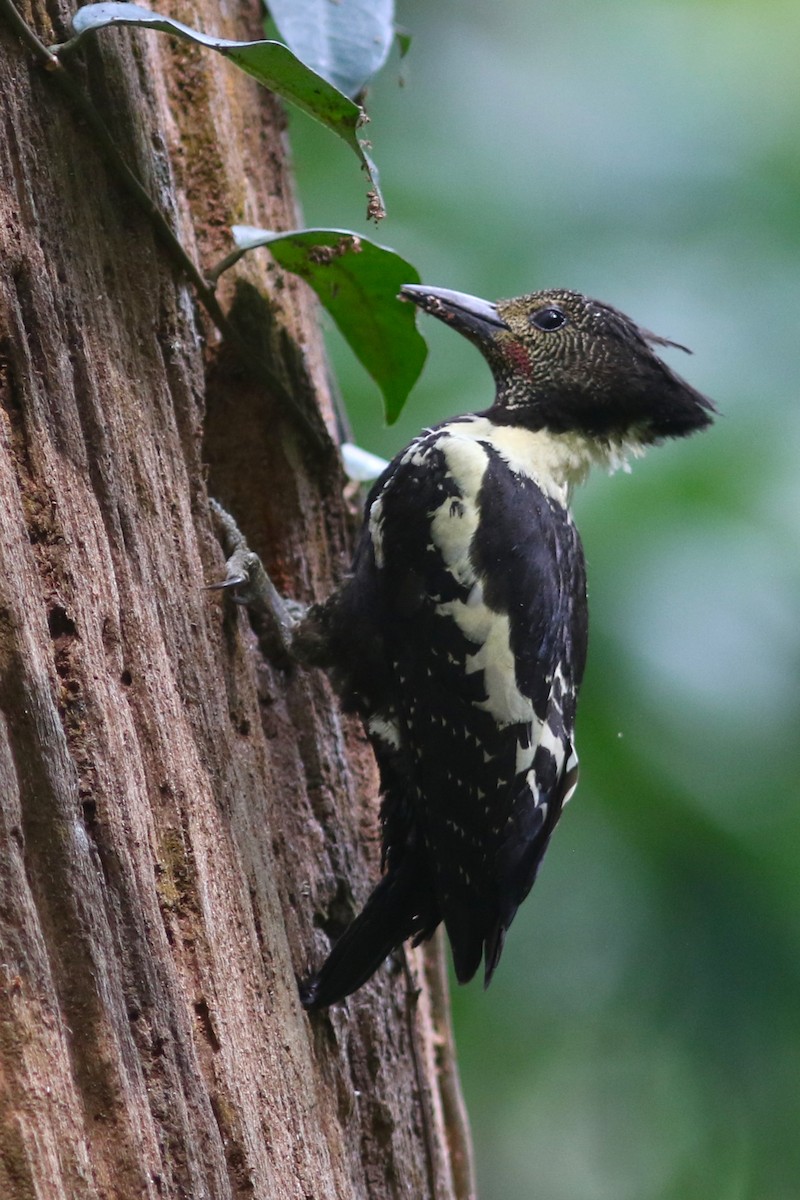 Black-and-buff Woodpecker - ML615234910