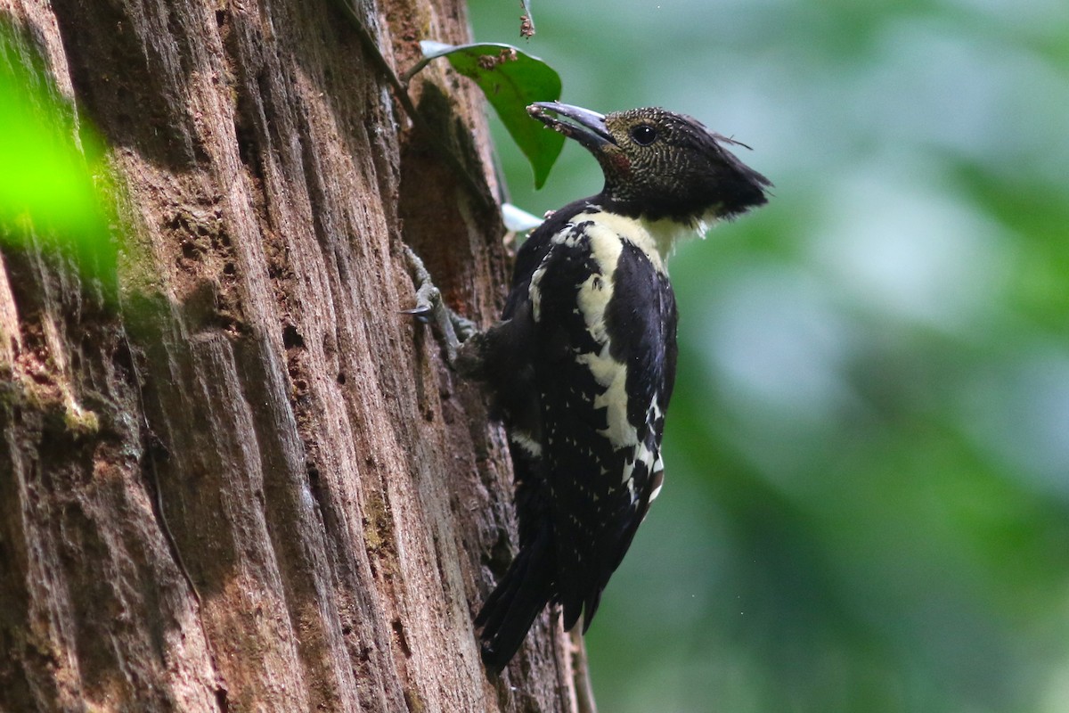 Black-and-buff Woodpecker at Khao Yai NP--Km.33 Trail by Benjamin Pap