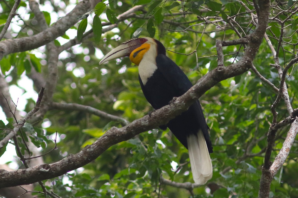 Wreathed Hornbill at Khao Yai NP--Km.33 Trail by Benjamin Pap