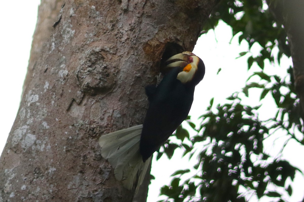 Wreathed Hornbill at Khao Yai NP--Km.33 Trail by Benjamin Pap