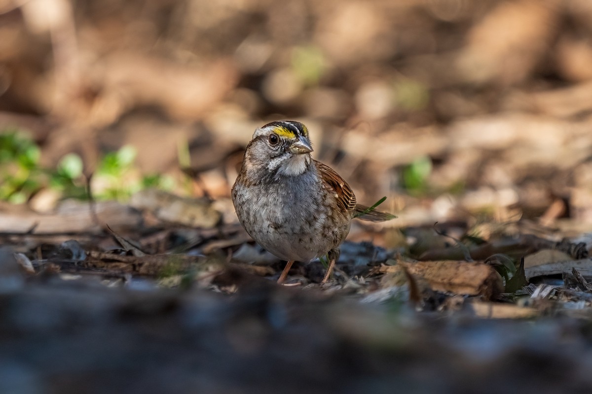 White-throated Sparrow - ML615234929