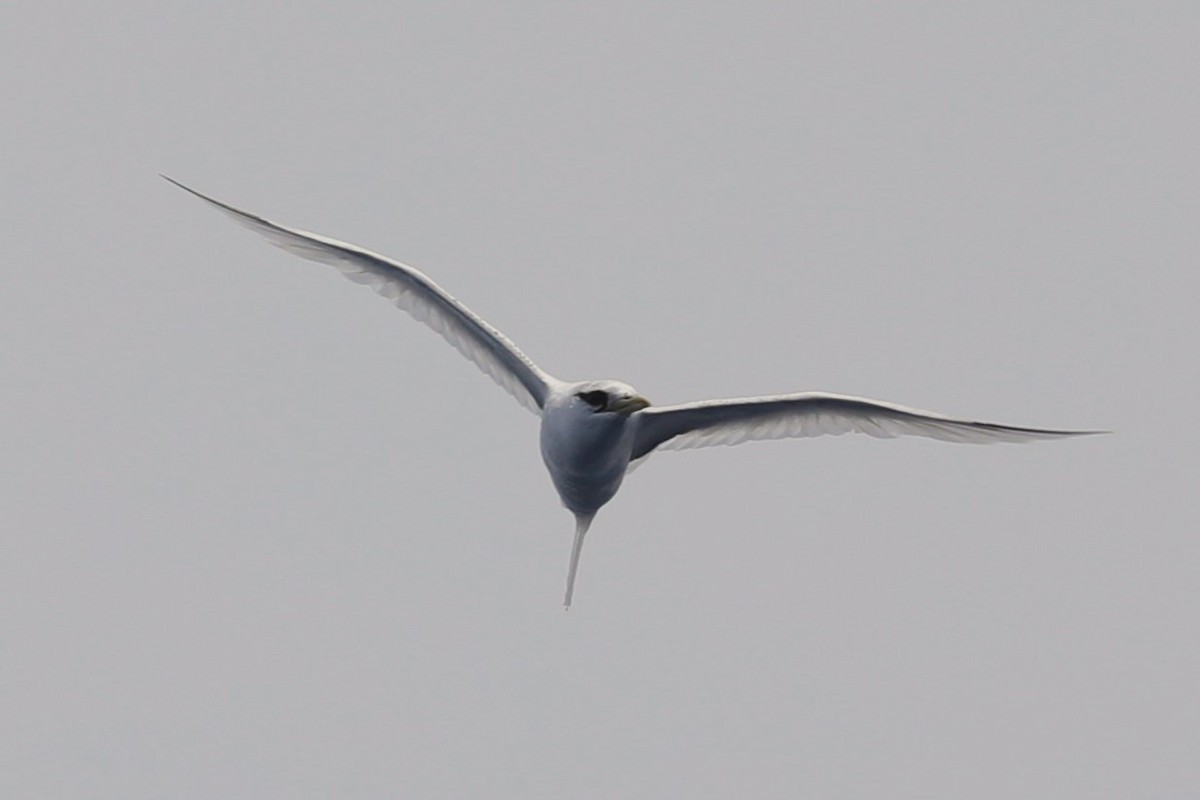 White-tailed Tropicbird (Pacific) - ML615235062