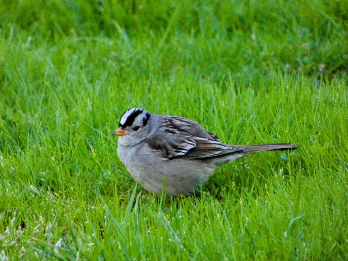 White-crowned Sparrow - ML615235118