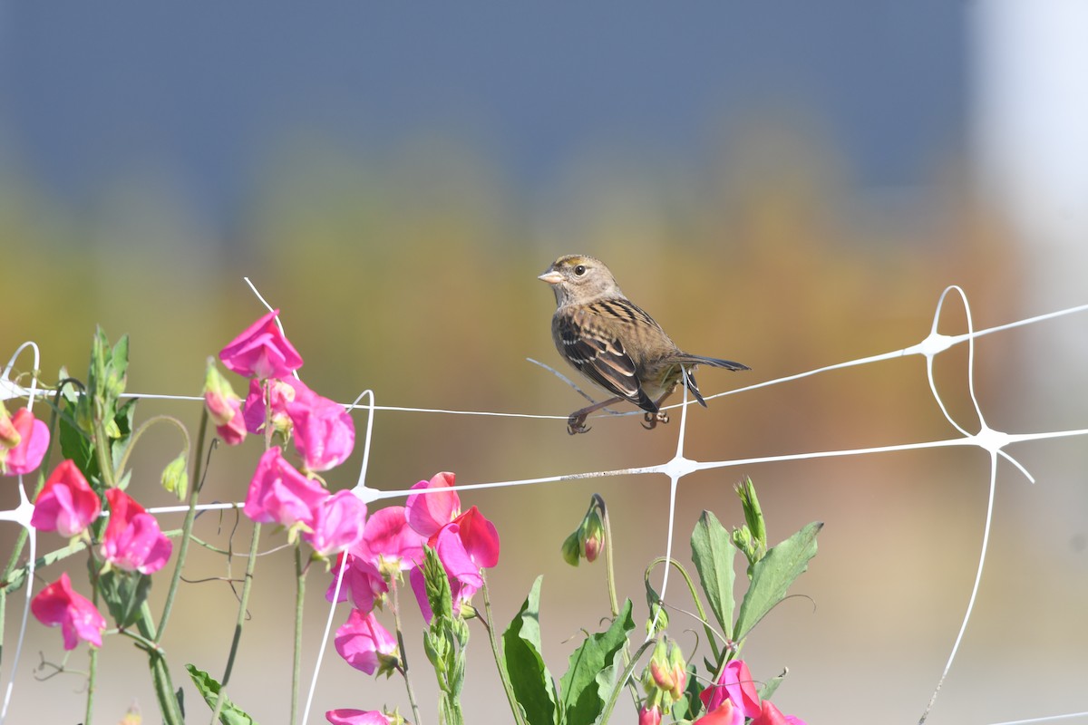 Golden-crowned Sparrow - ML615235119