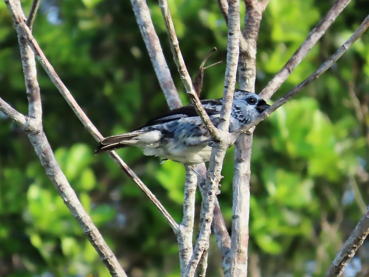 White-bellied Tanager - ML615235157