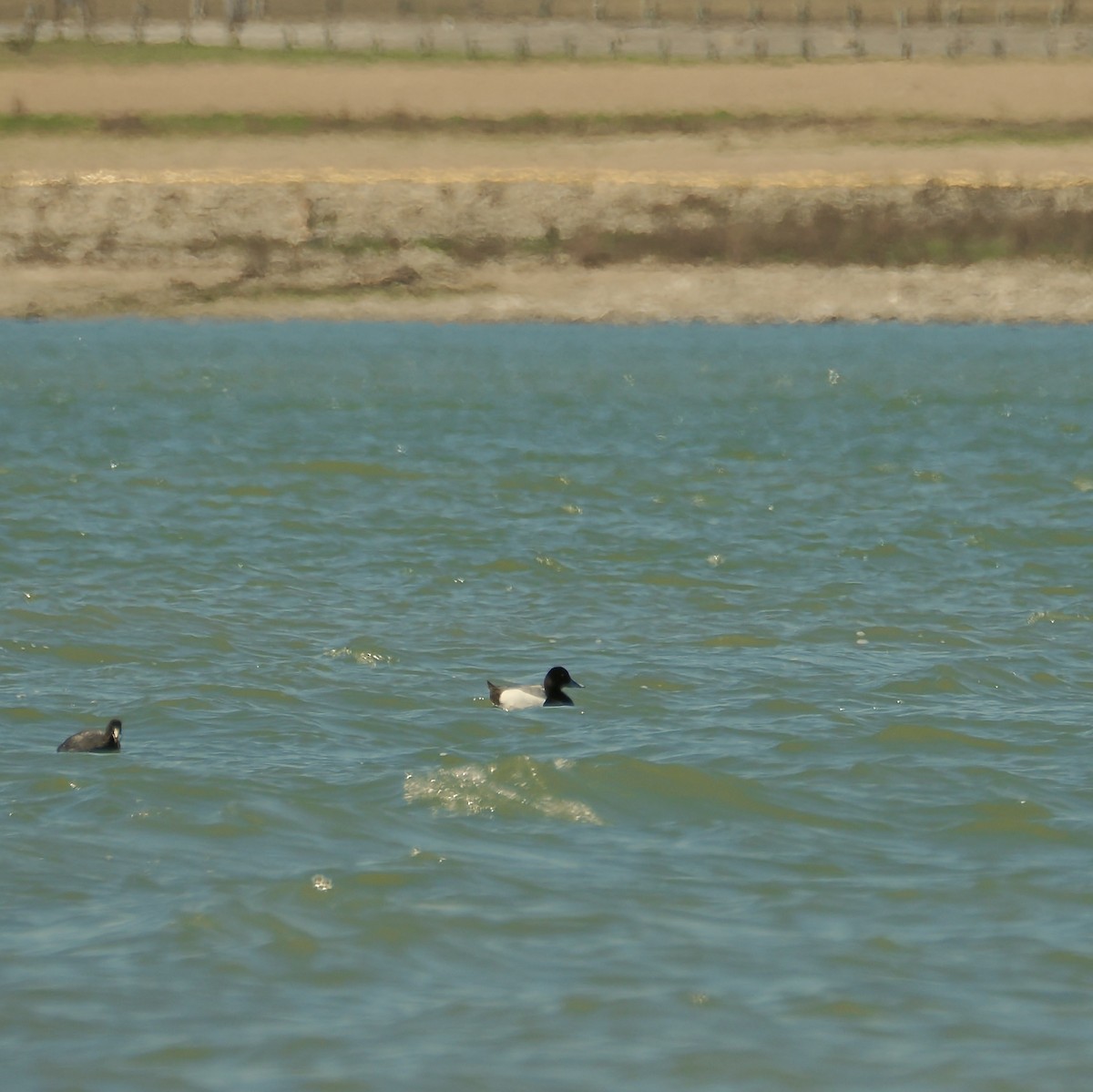 Greater Scaup - ML615235199