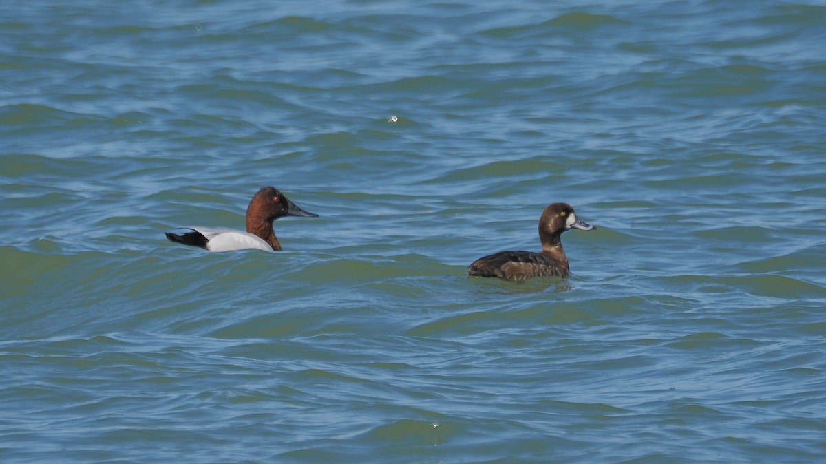 Greater Scaup - ML615235204