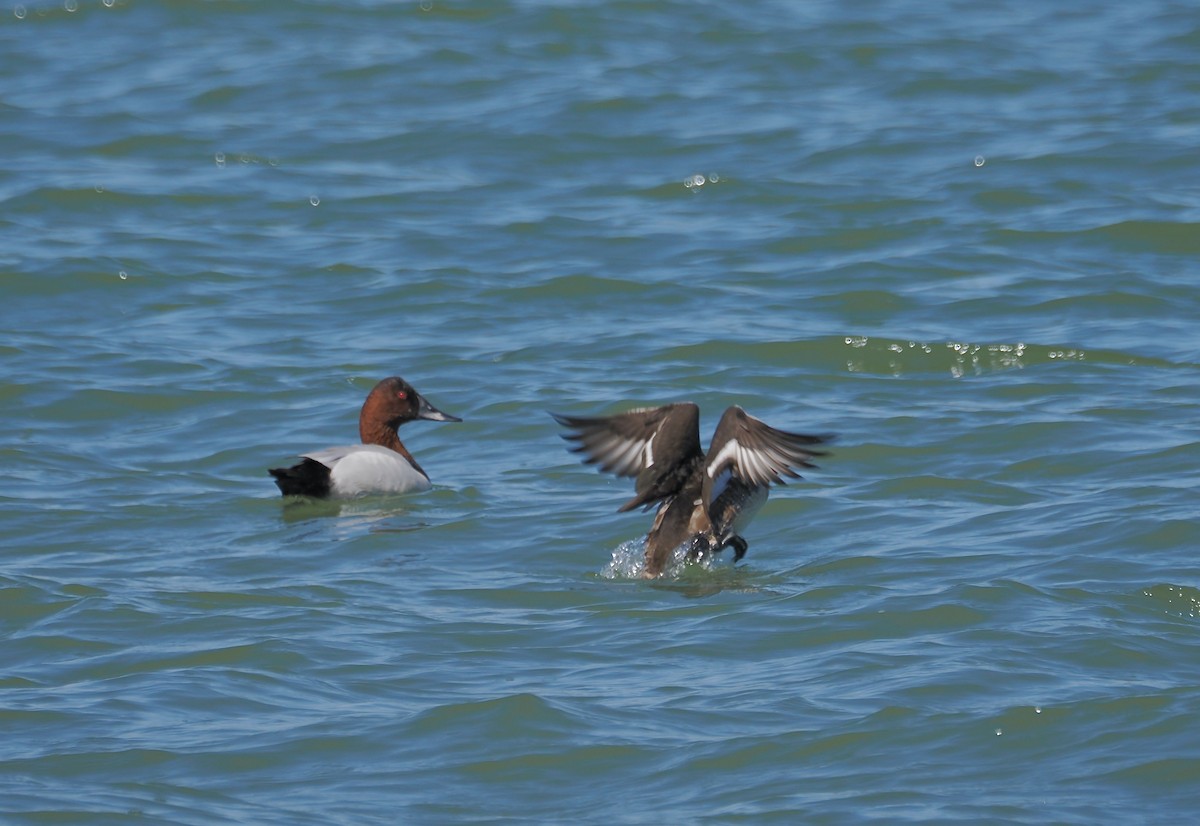 Greater Scaup - ML615235211