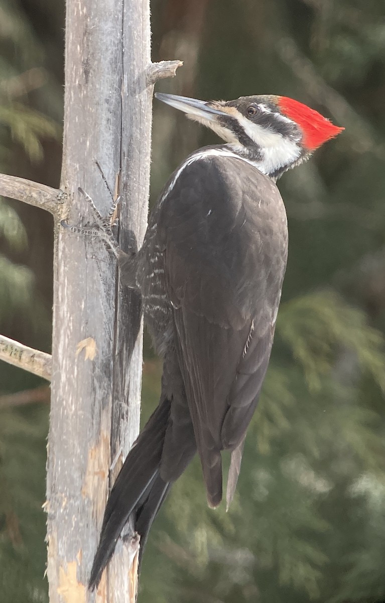 Pileated Woodpecker - ML615235217