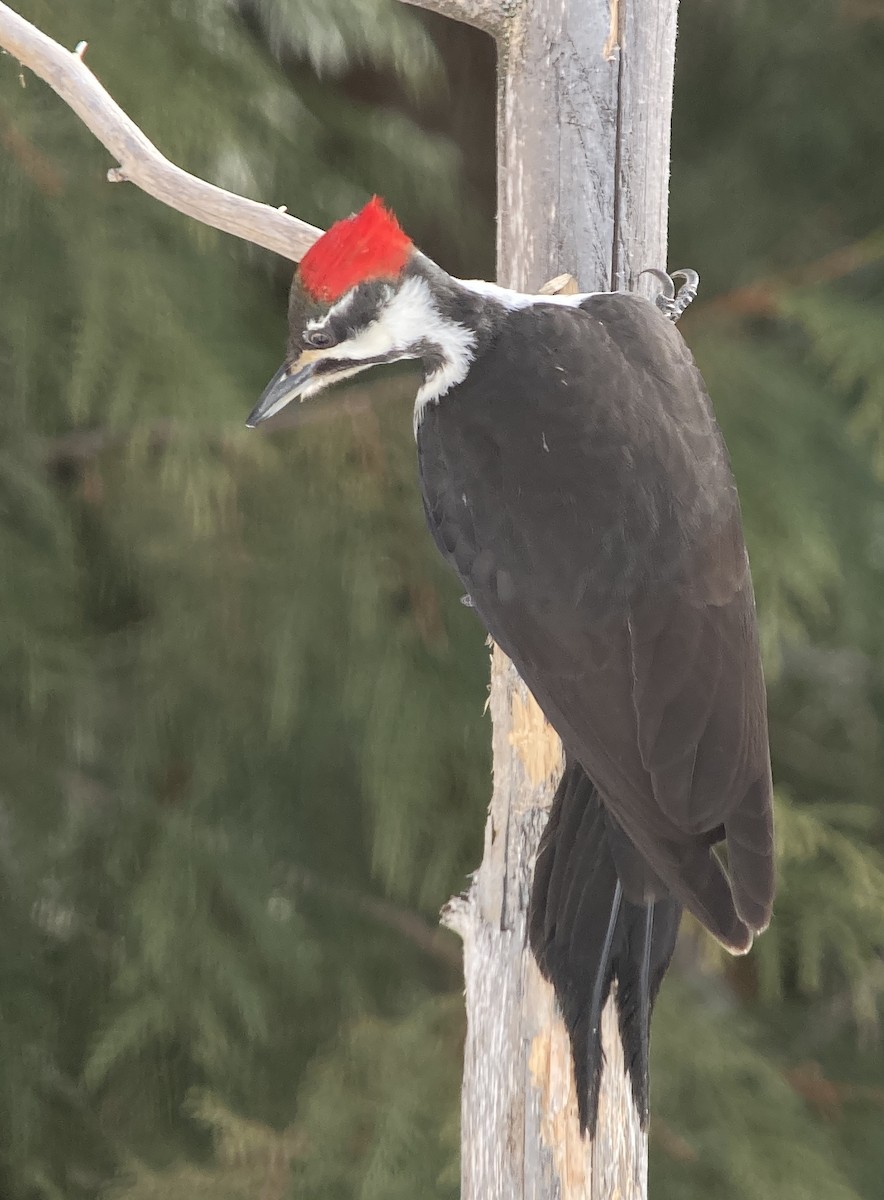 Pileated Woodpecker - ML615235218
