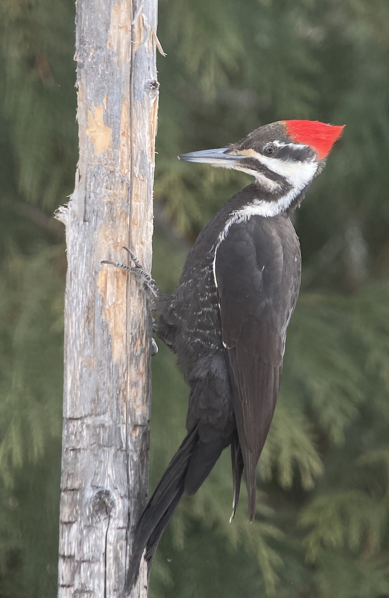 Pileated Woodpecker - Dennis Leonard