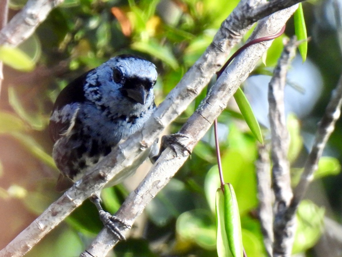 White-bellied Tanager - ML615235306