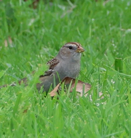 White-crowned Sparrow - ML615235336