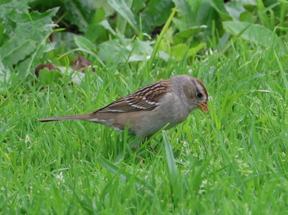White-crowned Sparrow - ML615235337