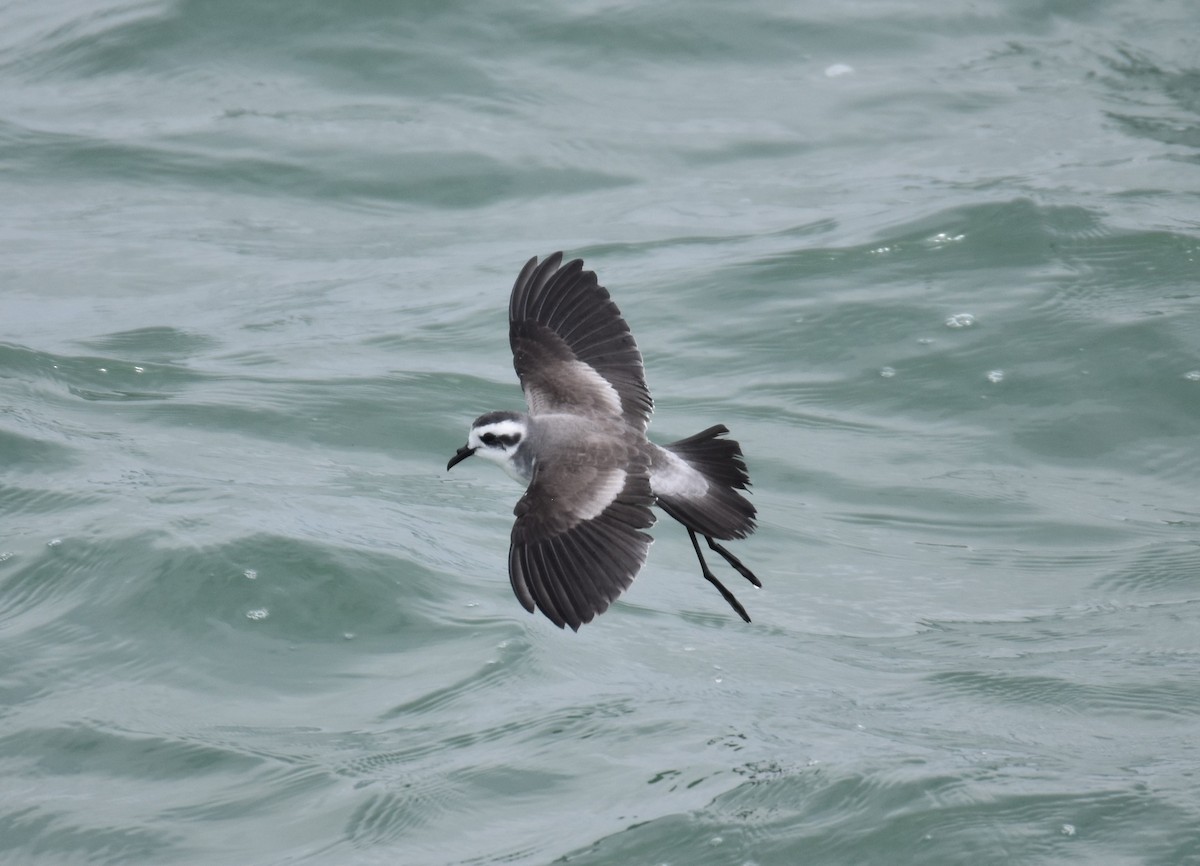 White-faced Storm-Petrel - ML615235377