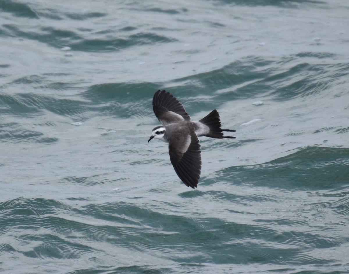 White-faced Storm-Petrel - ML615235378