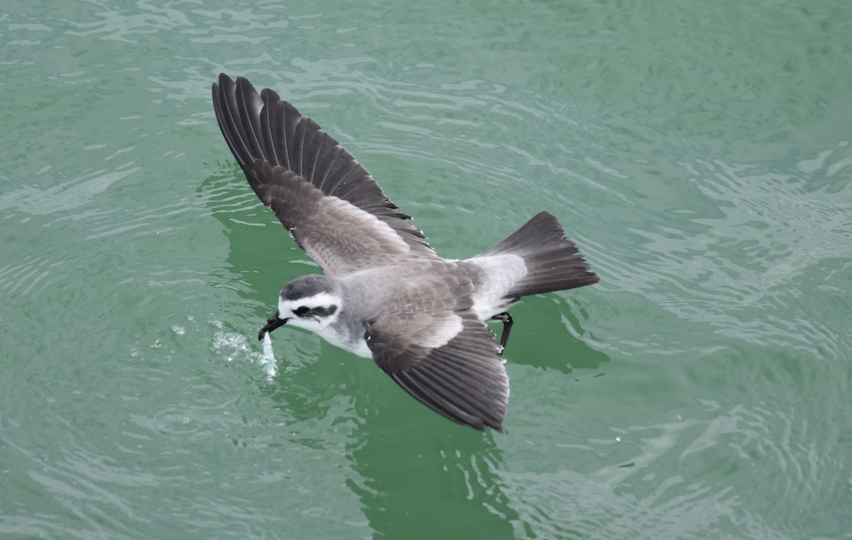 White-faced Storm-Petrel - ML615235379